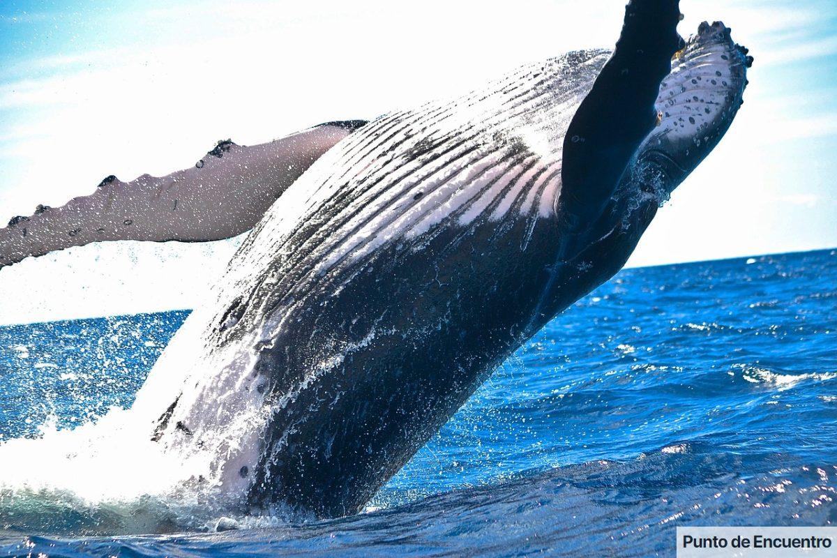 ballena