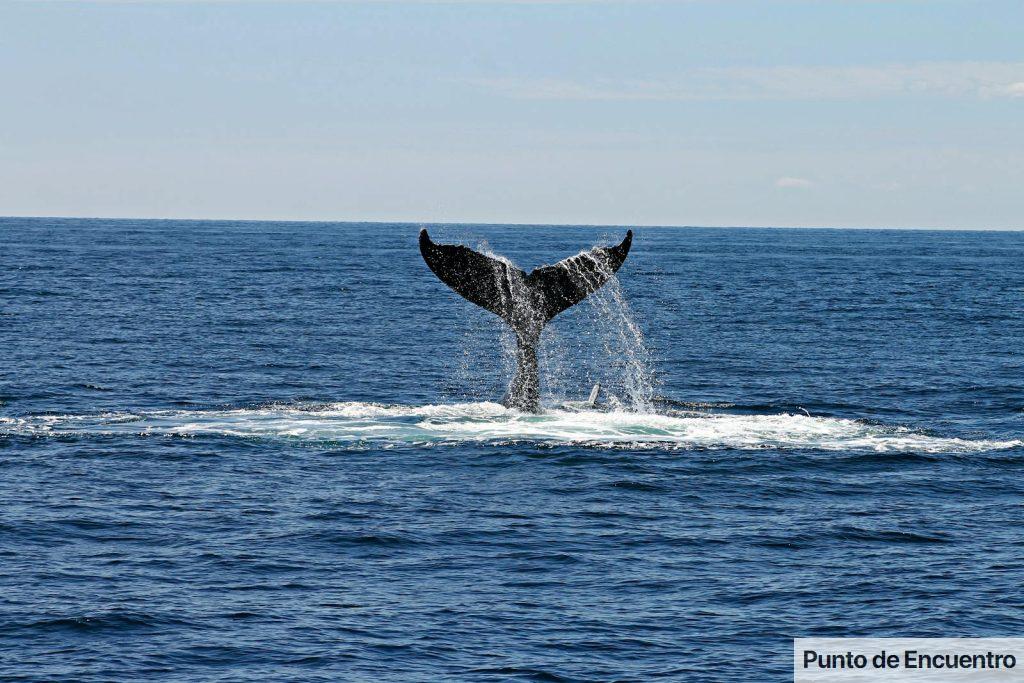 ballena